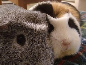 2020-09-26 Harriet and Emily.jpg